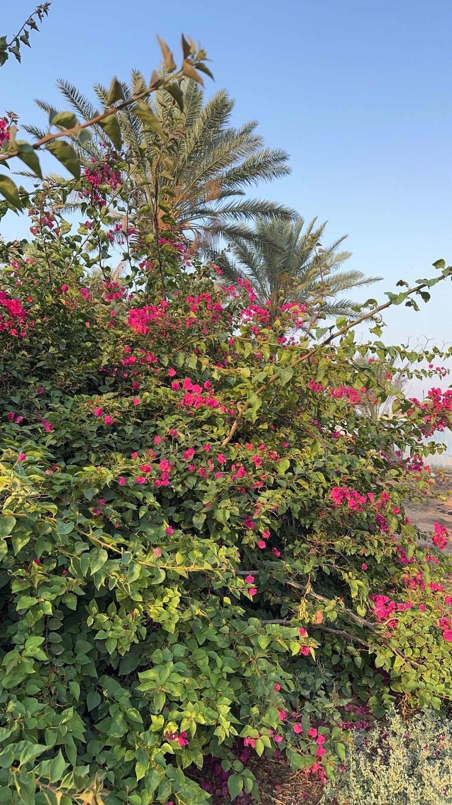 صورة إضافية للعقار